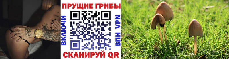 Купить где  Калязин  Галлюциногенные грибы Psilocybine cubensis 